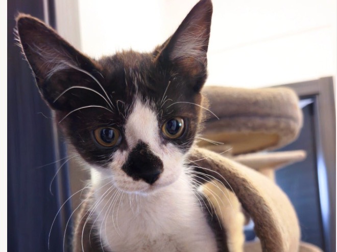 Adozione gatto, femmina, Razza sconosciuta Razza sconosciuta, 2 mesi, taglia non valida, Trapani