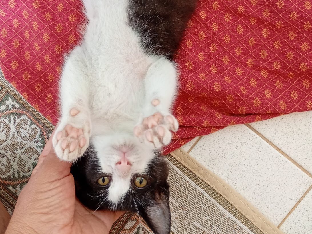 Adozione gatto, maschio, Razza sconosciuta Razza sconosciuta, 3 mesi, taglia non valida, Modena