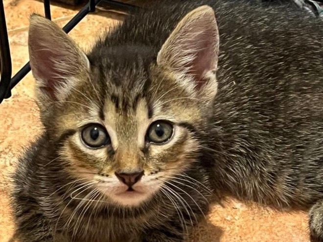 Adozione gatto, maschio, Razza sconosciuta Razza sconosciuta, 2 mesi, taglia non valida, Trapani