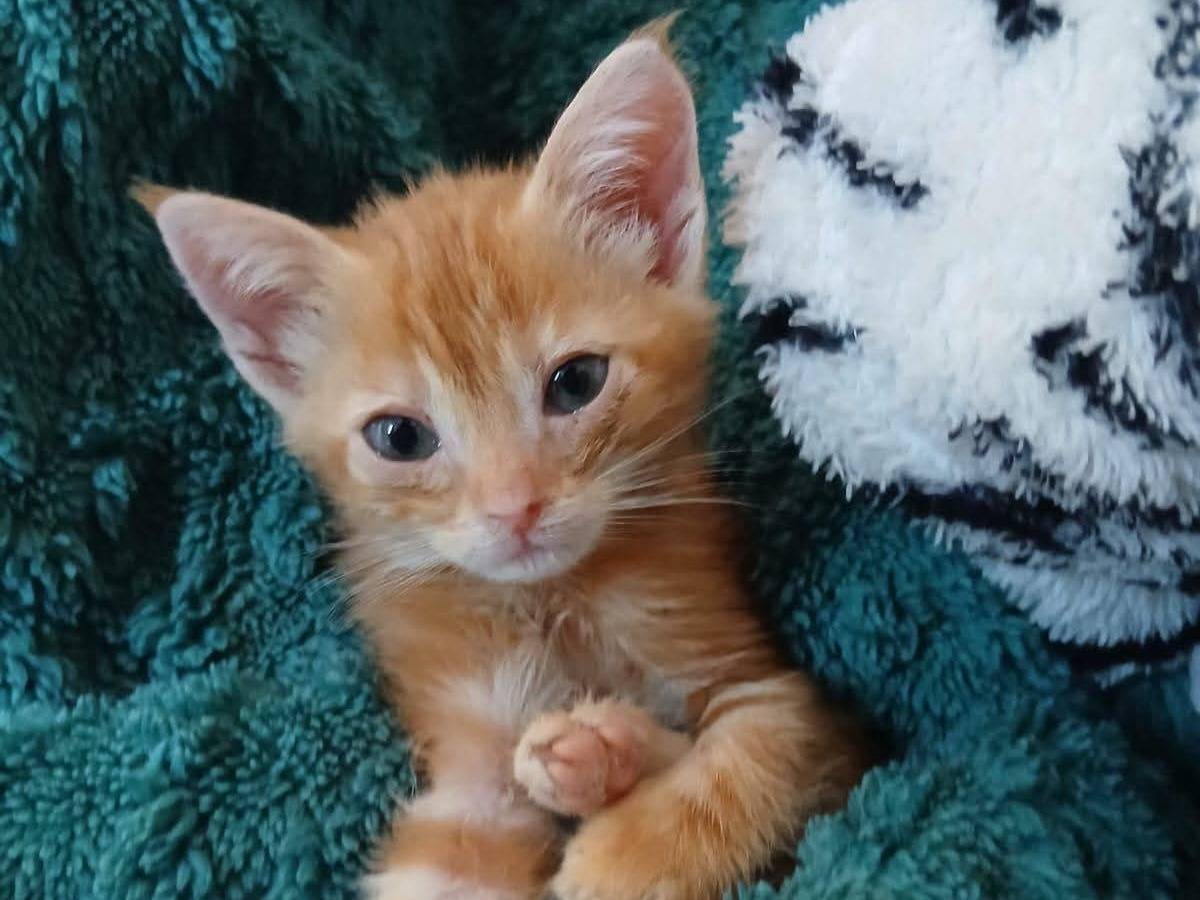 Adozione gatto, maschio, Razza sconosciuta Razza sconosciuta, 2 mesi, taglia non valida, Roma