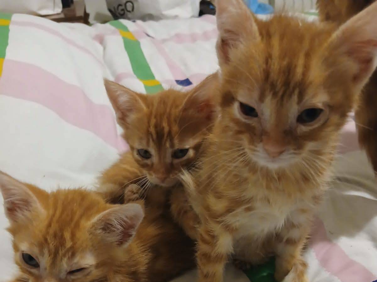 Adotta un gatto, maschio, 2 mesi, Roma