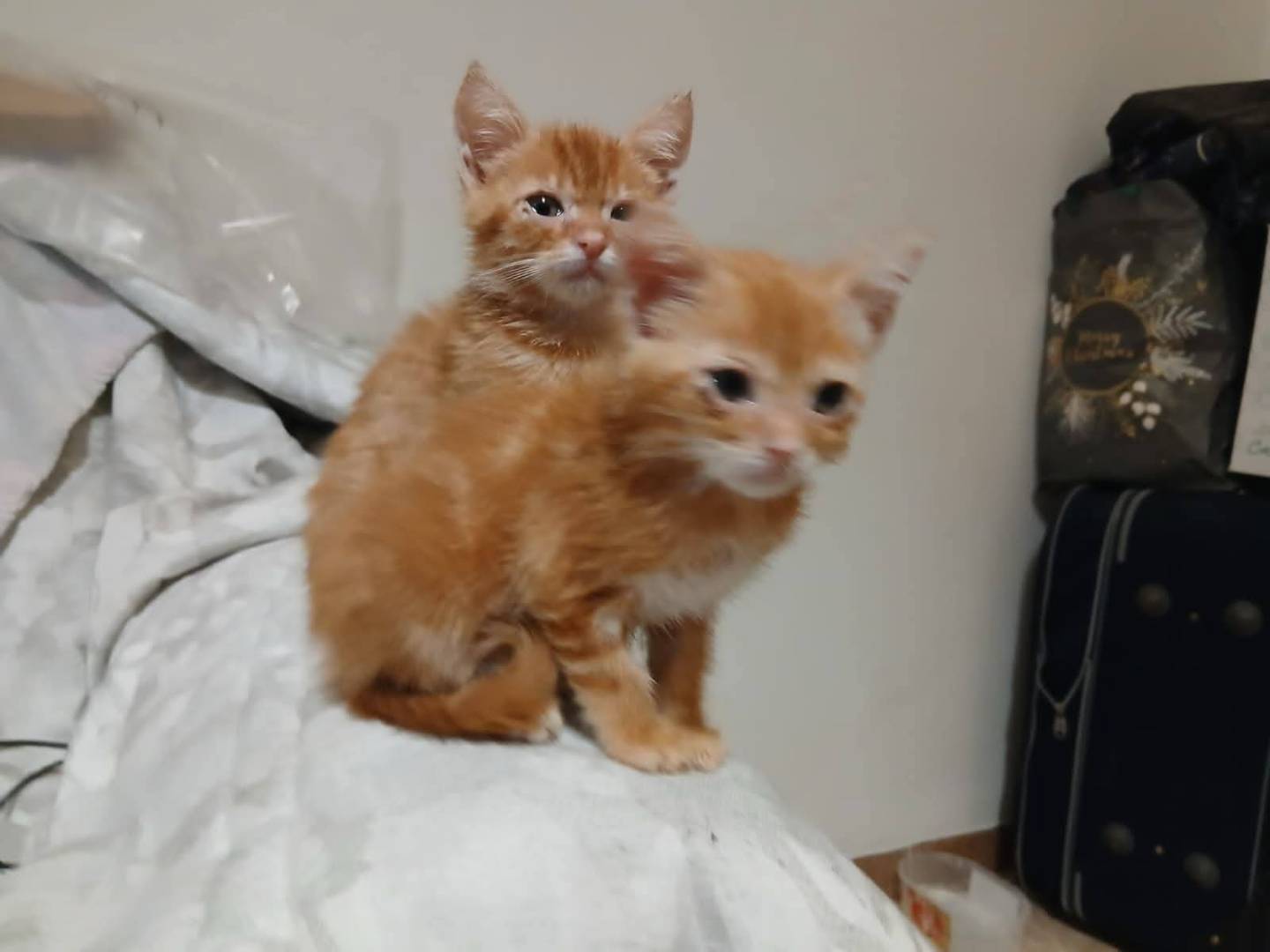 Adozione gatto, maschio, Razza sconosciuta Razza sconosciuta, 2 mesi, taglia non valida, Roma