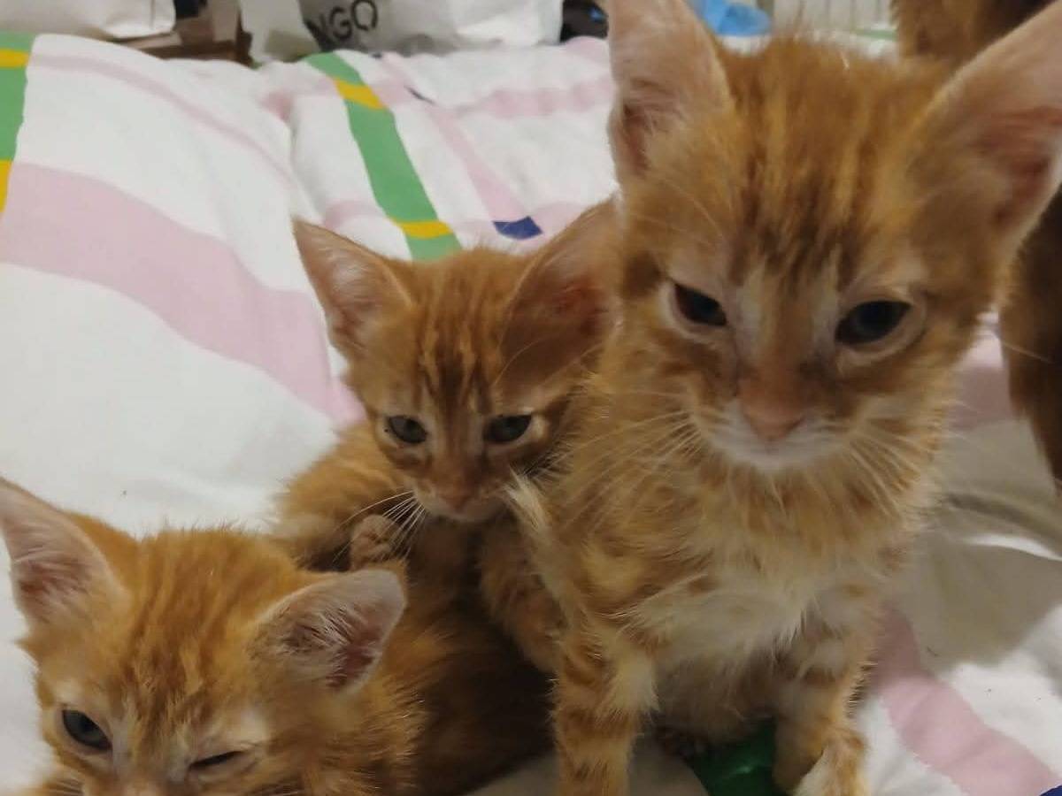 Adotta un gatto, maschio, 2 mesi, Roma