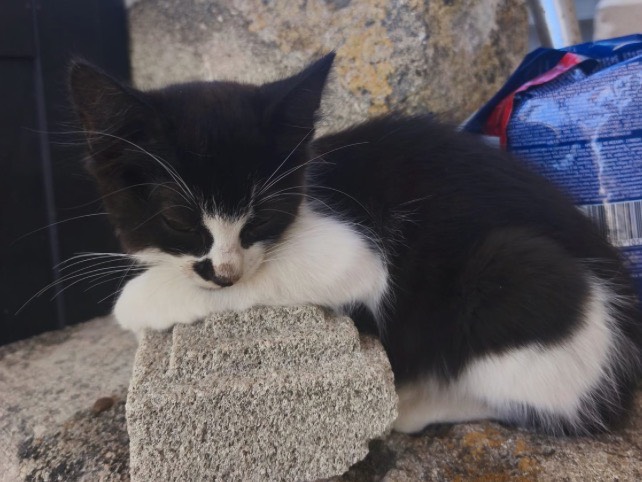 Adozione gatto, maschio, Razza sconosciuta Razza sconosciuta, 3 mesi, taglia non valida, Trapani