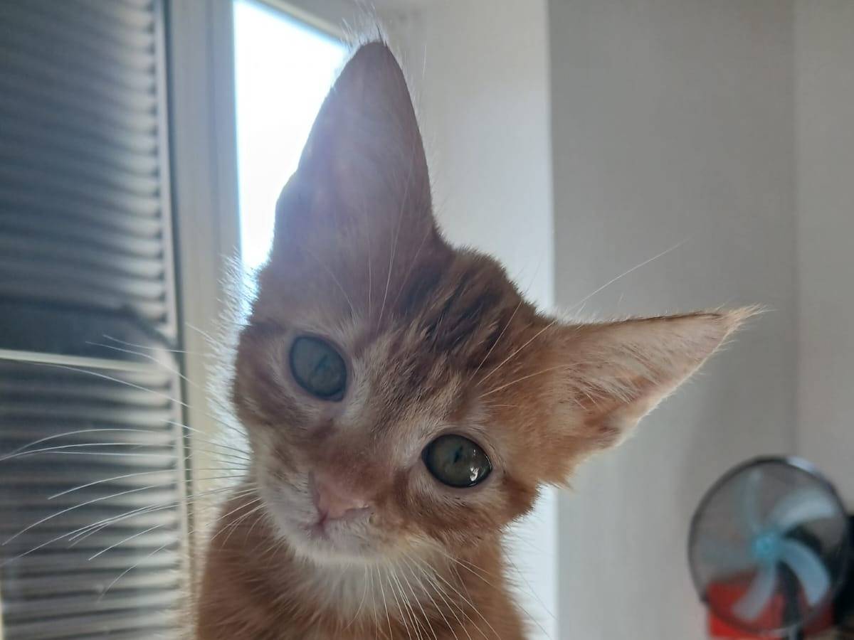 Adozione gatto, femmina, Razza sconosciuta Razza sconosciuta, 2 mesi, taglia non valida, Roma