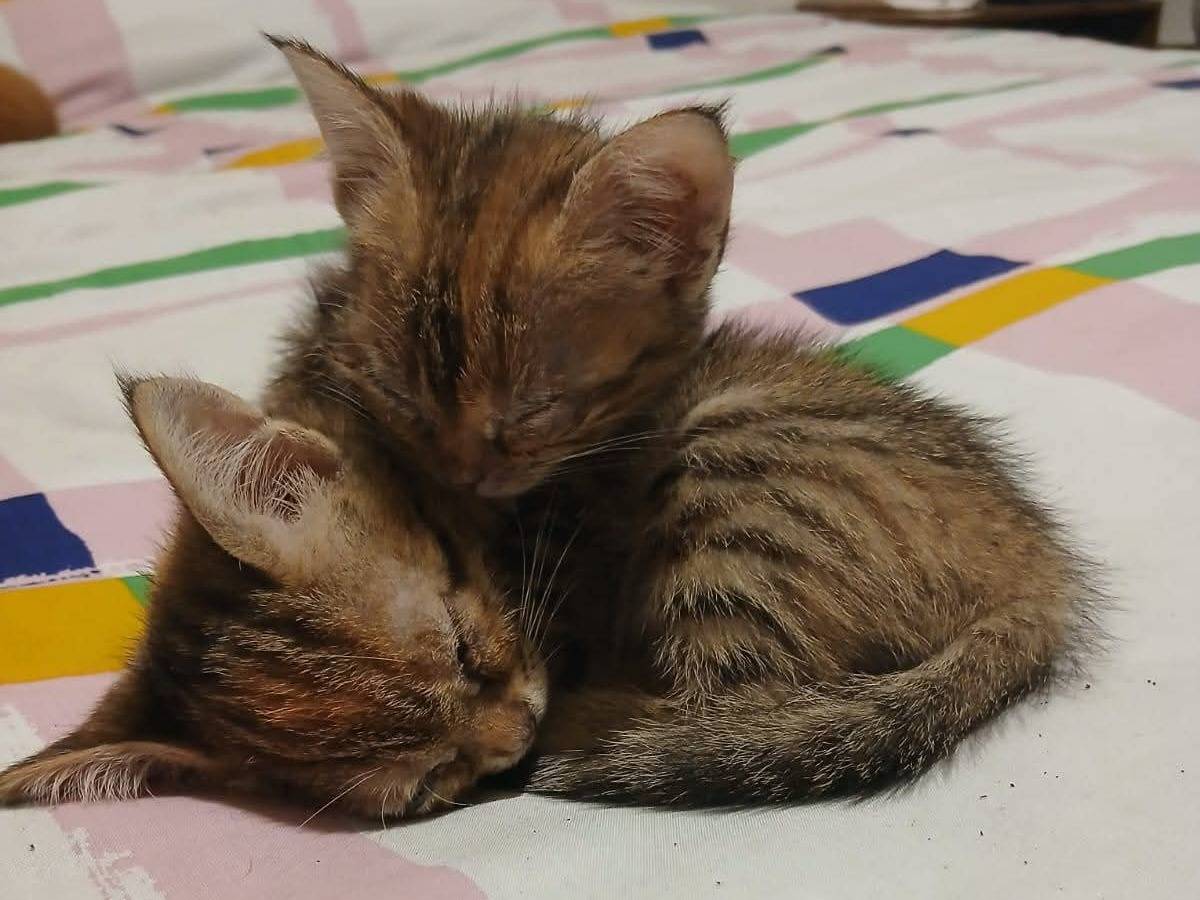 Adotta un gatto, femmina, 2 mesi, Roma