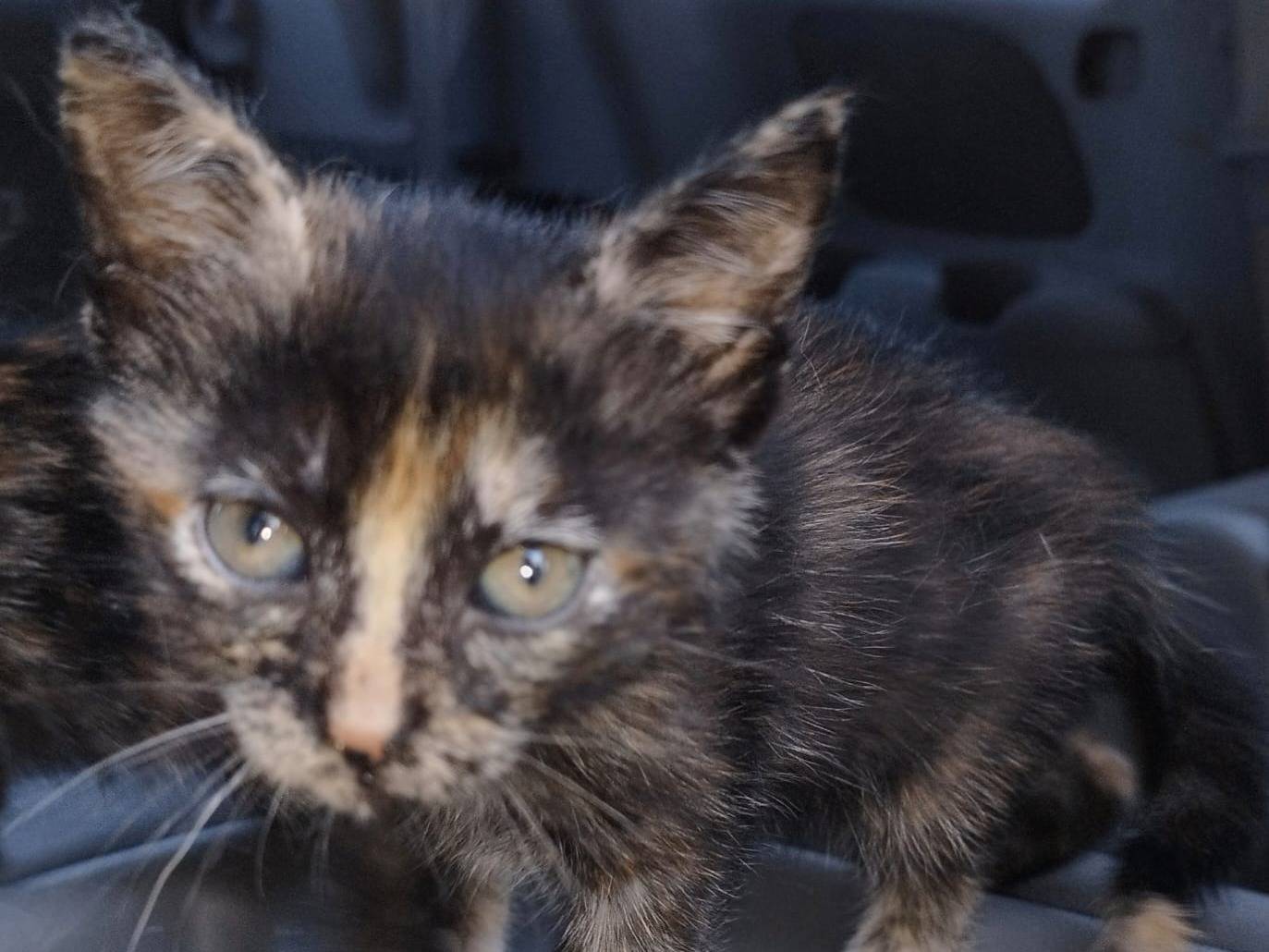 Adotta un gatto, femmina, 2 mesi, Brescia