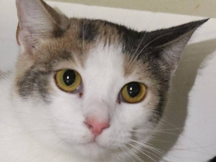Adotta un gatto, femmina, 2 anni, Milano
