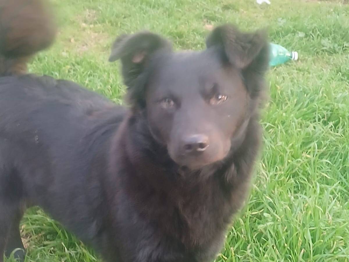 Adotta un cane, femmina, 1 anno e 3 mesi, Bari