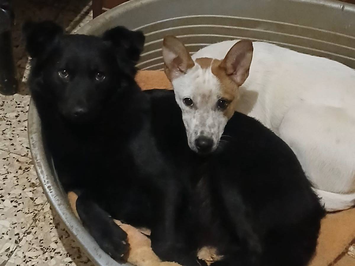 Adotta un cane, taglia piccola, femmina, Bari