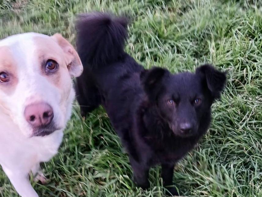 Vuoi adottare un cane a Bari?