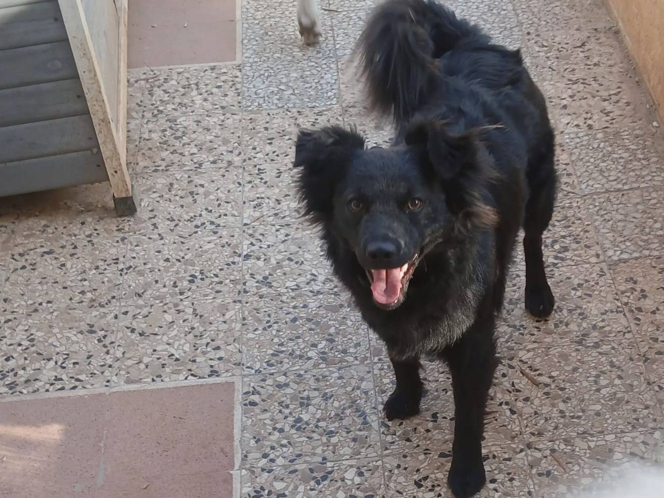 Adotta il cane Alba a Bari