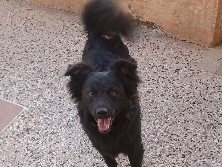Adozione cane, femmina, Razza sconosciuta Razza sconosciuta, 1 anno e 3 mesi, taglia piccola, Bari