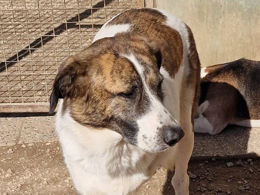 Adotta un cane, taglia media, femmina, Pordenone