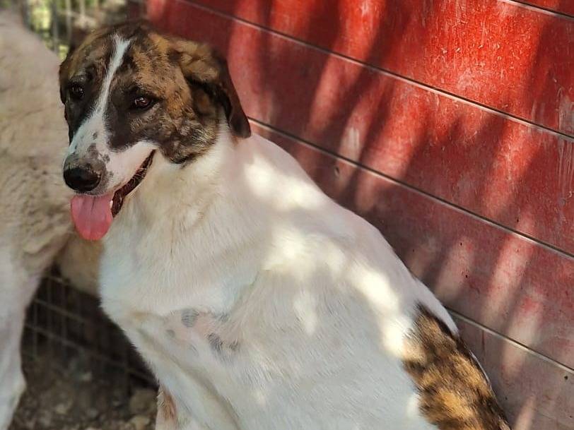 Vuoi adottare un cane a Pordenone?