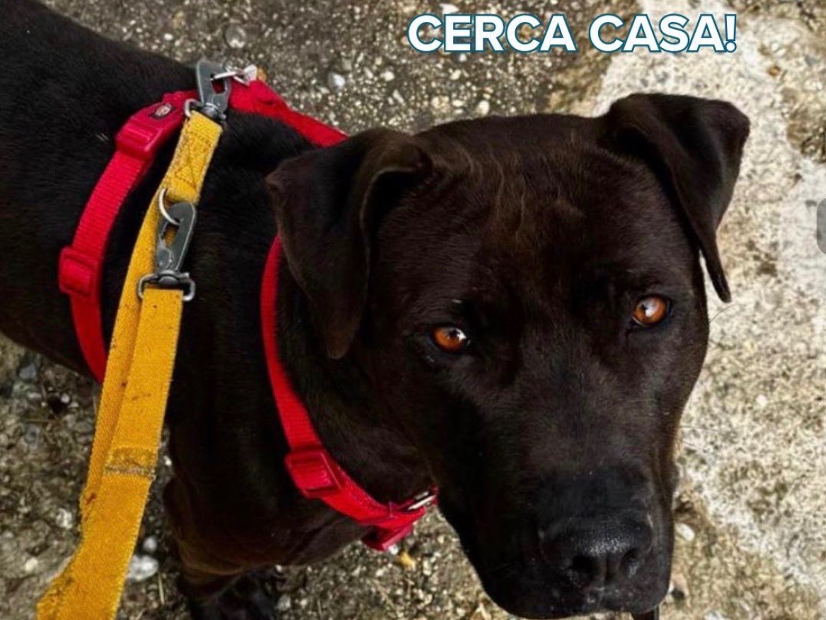 Adozione cane, femmina, Pitbull Razza sconosciuta, 2 anni, taglia media, Milano