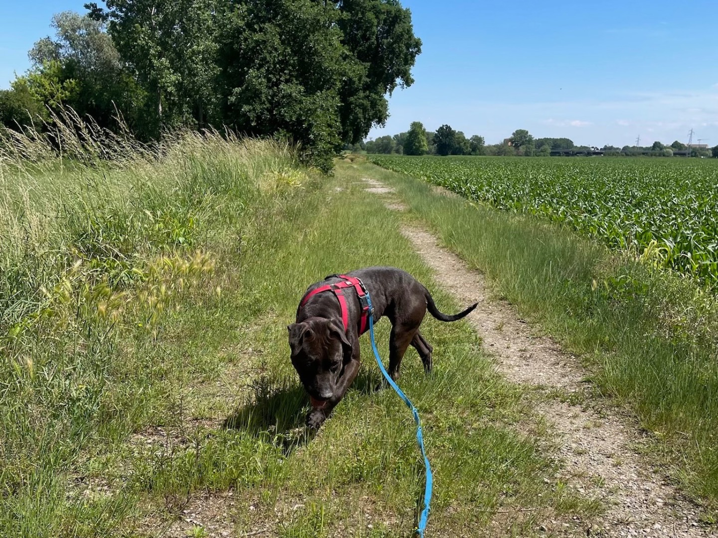 Adotta un cane, femmina, 2 anni, Milano
