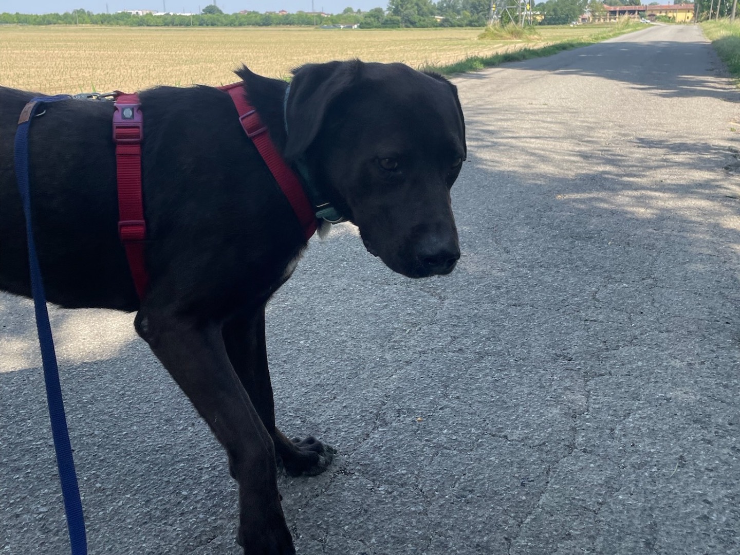Adotta un cane, taglia media, femmina, Milano