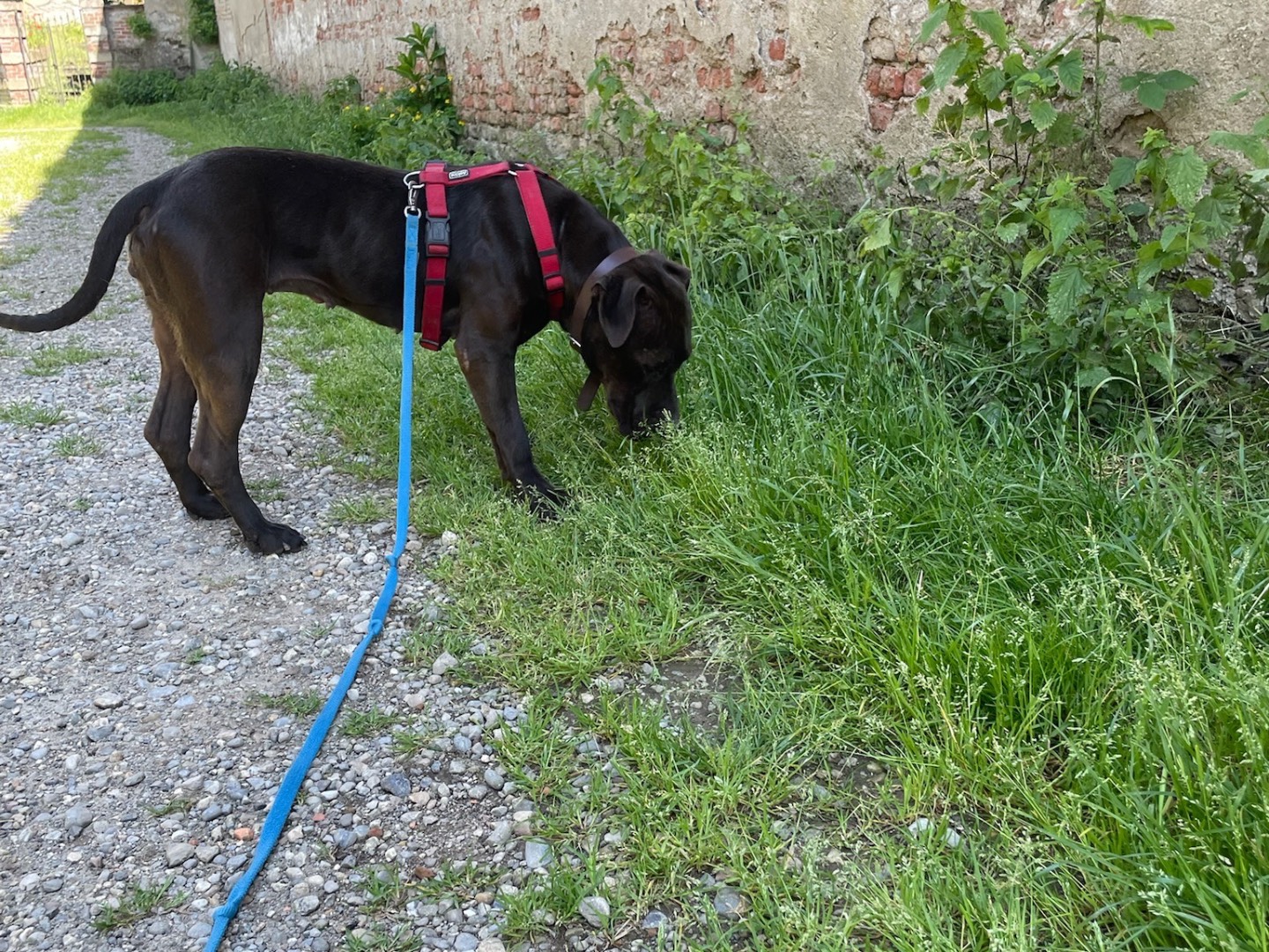 Vuoi adottare un cane a Milano?
