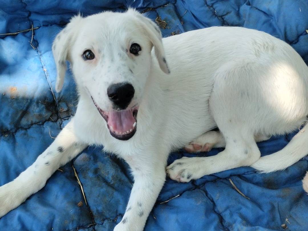 Adozione cane, maschio, Razza sconosciuta Razza sconosciuta, 4 mesi, taglia media, Vibo