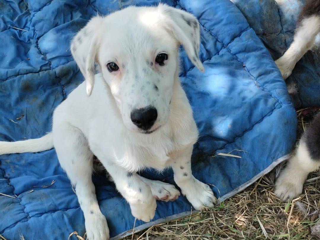 Adotta un cane, maschio, 4 mesi, Vibo