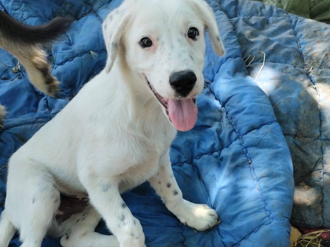 Adotta un cane, taglia media, maschio, Vibo