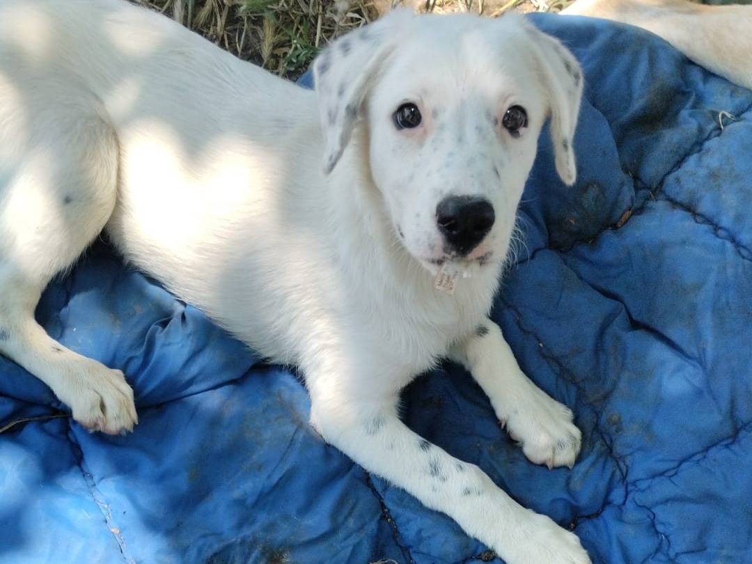 Vuoi adottare un cane a Vibo?