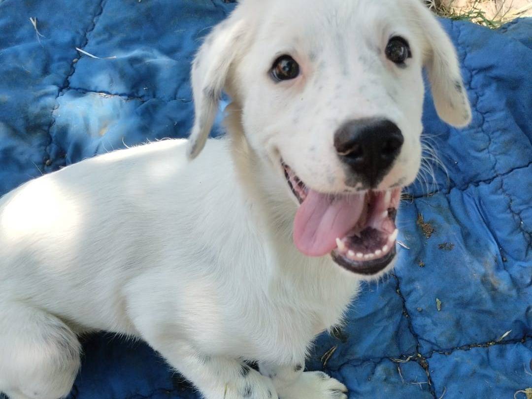 Adotta il cane YOSHI a Vibo