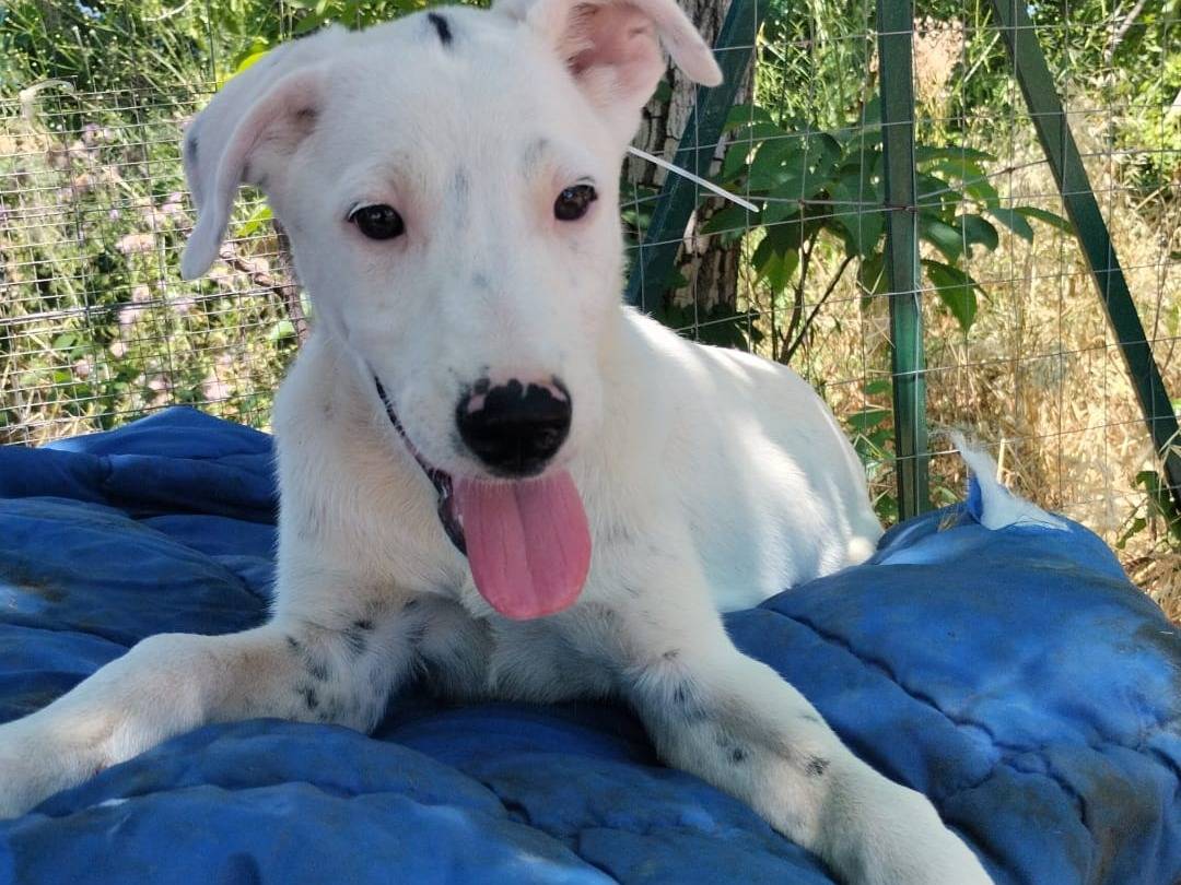 Adozione cane, maschio, Razza sconosciuta Razza sconosciuta, 4 mesi, taglia media, Vibo