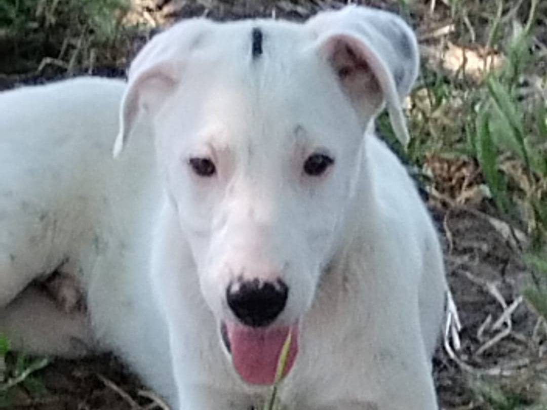 Adotta un cane, maschio, 4 mesi, Vibo