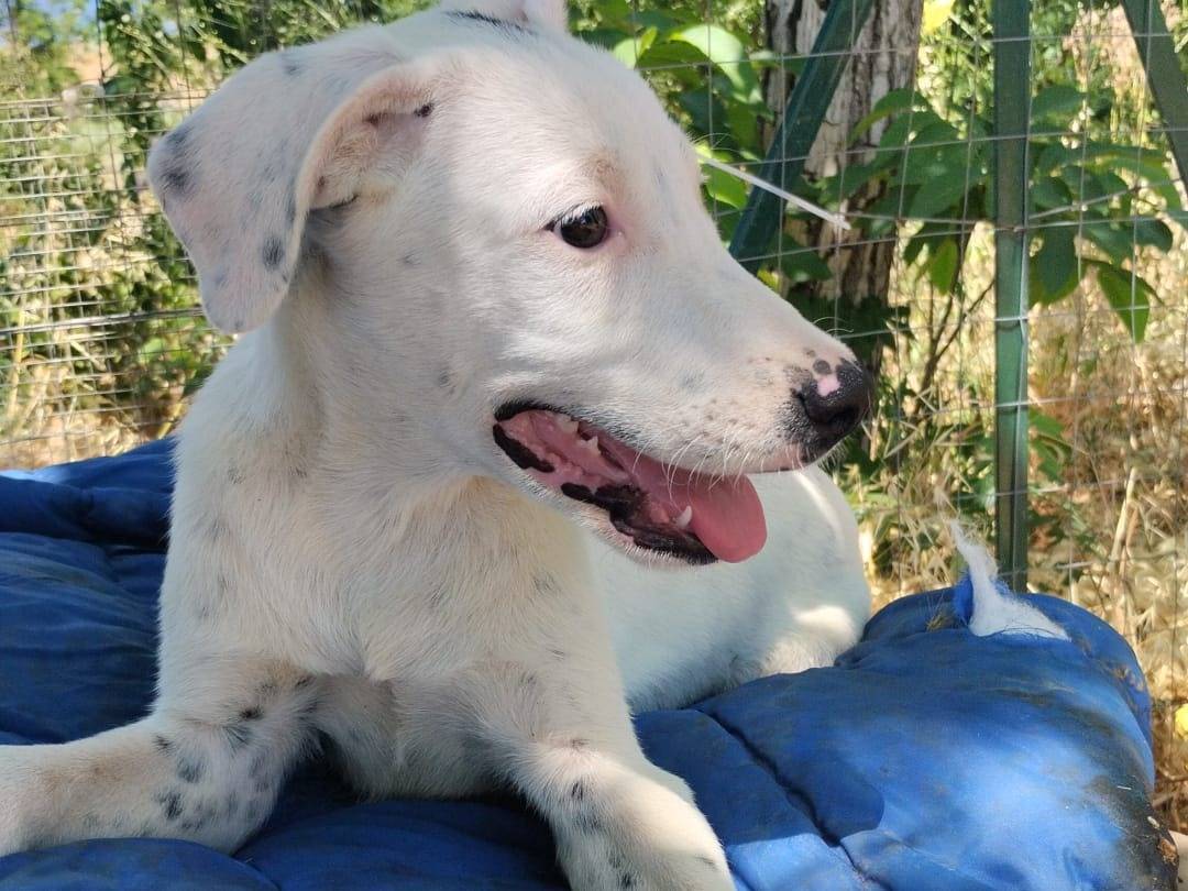 Adotta un cane, taglia media, maschio, Vibo
