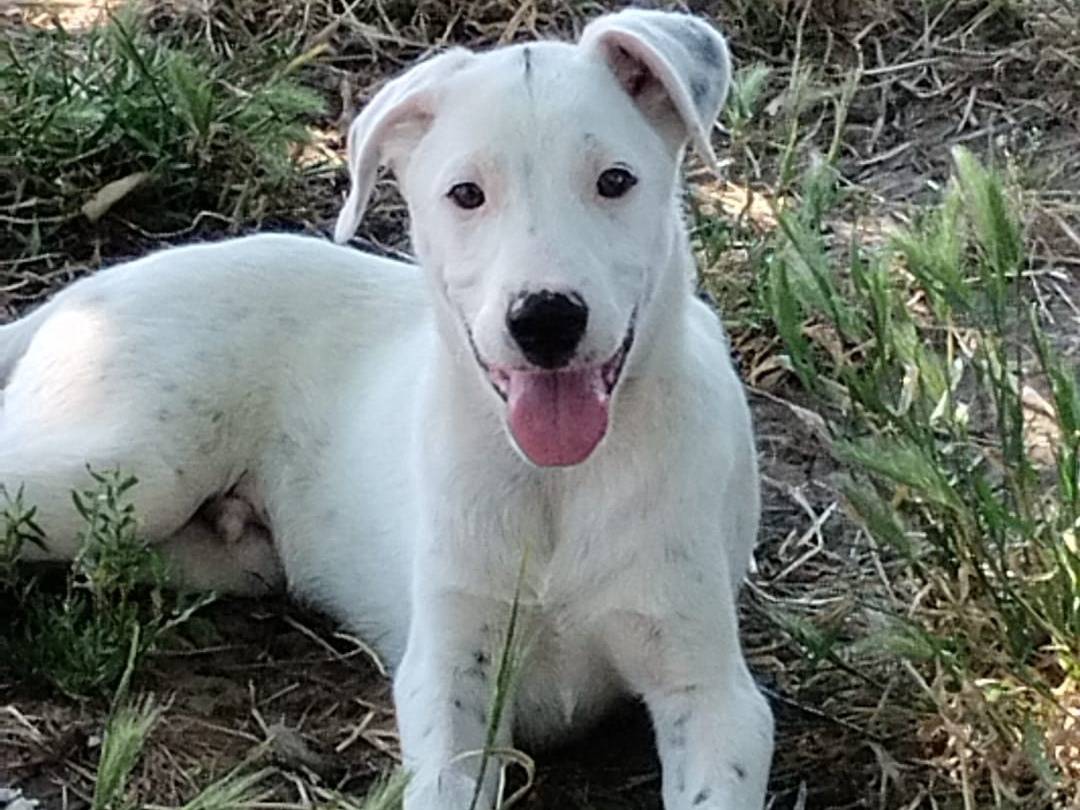 Vuoi adottare un cane a Vibo?