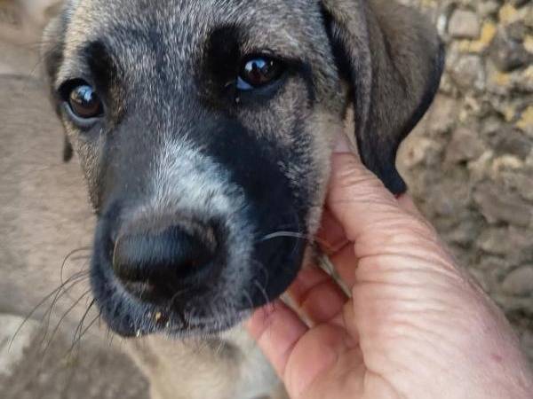 Adozione cane, femmina, Razza sconosciuta Razza sconosciuta, 3 mesi, taglia media, Vibo