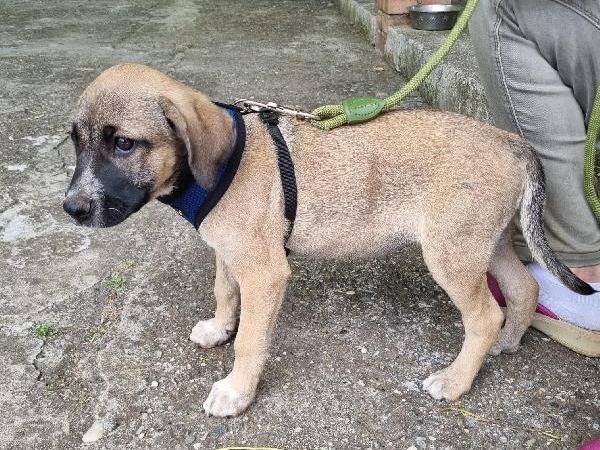 Adotta un cane, femmina, 3 mesi, Vibo