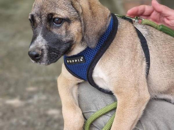 Adotta un cane, taglia media, femmina, Vibo