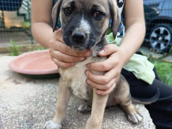 Adotta il cane GRACE a Vibo