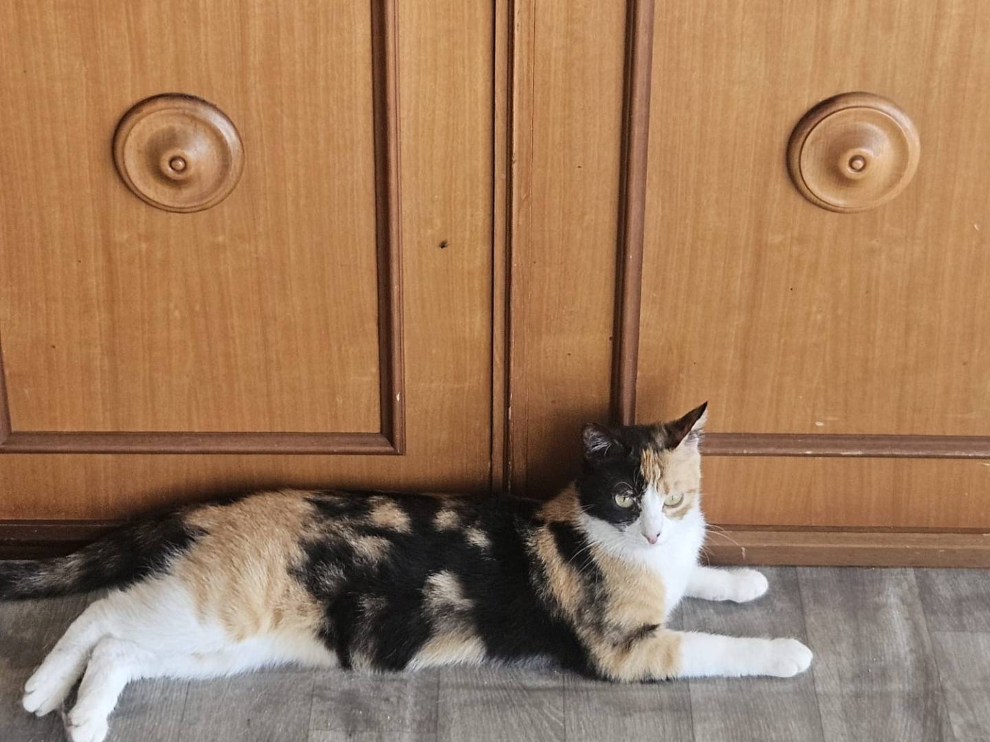 Adotta un gatto, femmina, 2 anni e 6 mesi, Terni