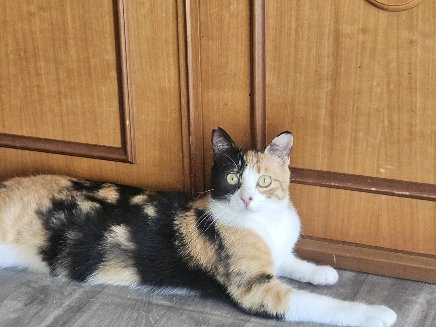Adozione gatto, femmina, Razza sconosciuta Razza sconosciuta, 2 anni e 6 mesi, taglia non valida, Terni