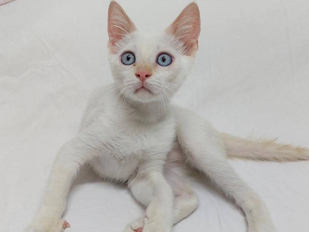 Adozione gatto, maschio, Siamese Razza sconosciuta, 3 mesi, taglia non valida, Bologna