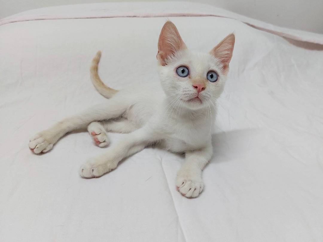 Adotta un gatto, maschio, 3 mesi, Bologna