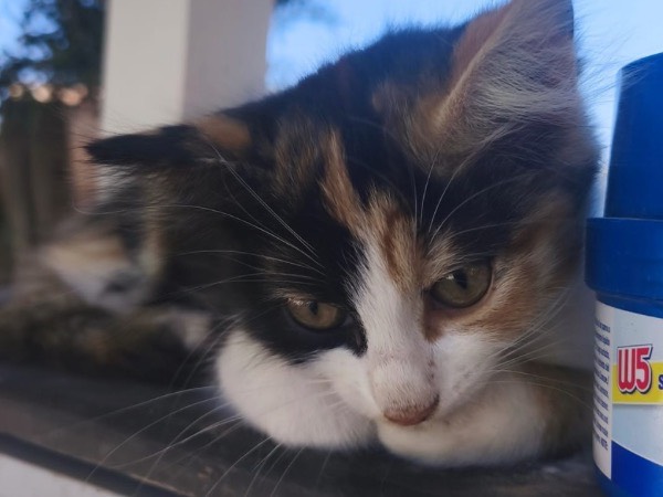 Adozione gatto, femmina, Razza sconosciuta Razza sconosciuta, 3 mesi, taglia non valida, Trapani