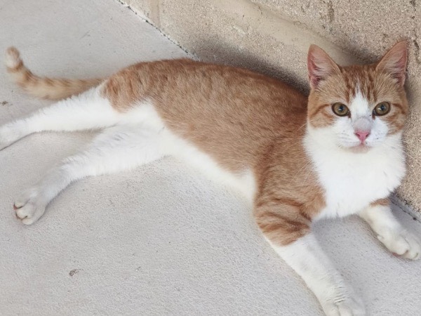 Adozione gatto, maschio, Razza sconosciuta Razza sconosciuta, 8 mesi, taglia non valida, Trapani