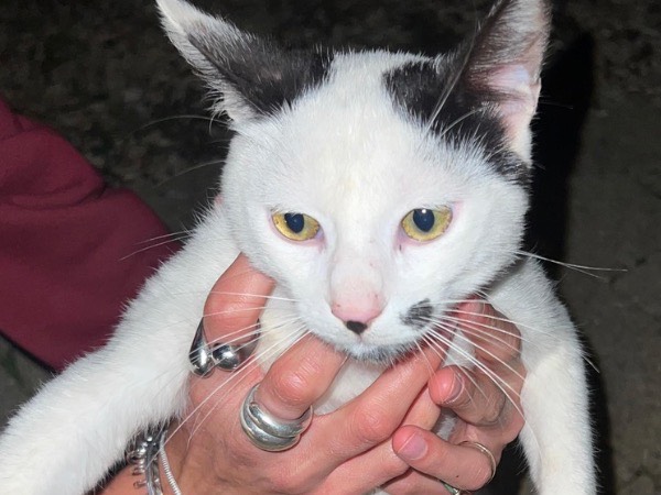 Adozione gatto, maschio, Razza sconosciuta Razza sconosciuta, 8 mesi, taglia non valida, Trapani
