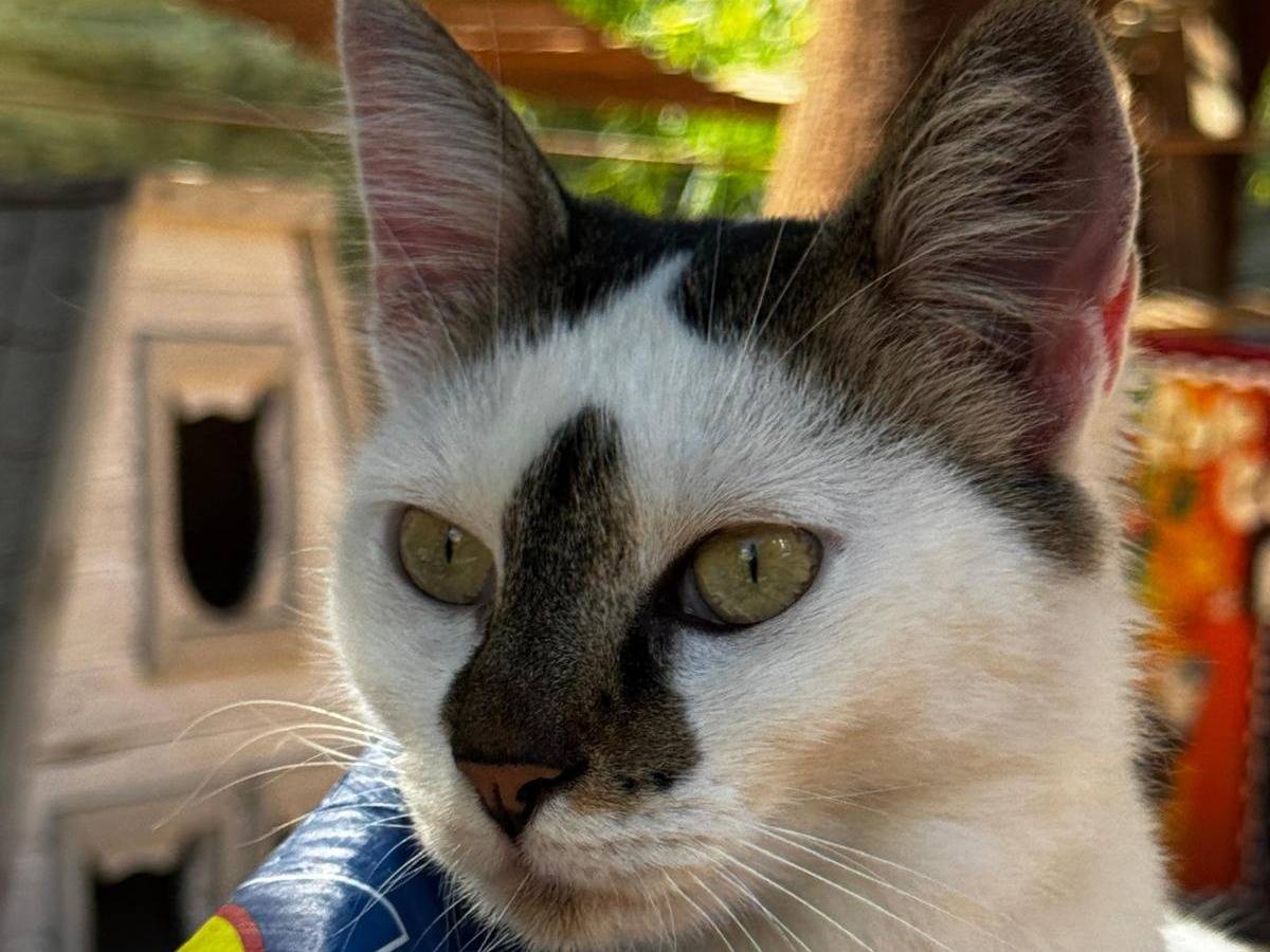 Foto 2 dell'animale