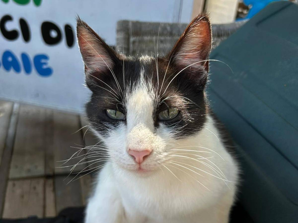 Adozione gatto, maschio, Razza sconosciuta Razza sconosciuta, 3 anni e 2 mesi, taglia non valida, Trapani