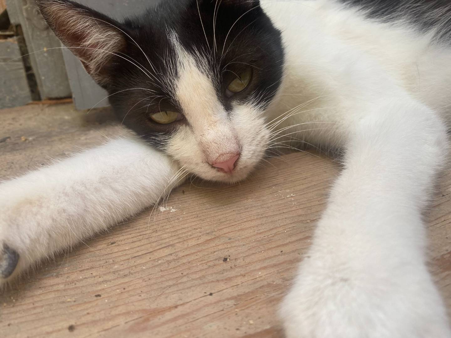 Adotta un gatto, maschio, 3 anni e 2 mesi, Trapani