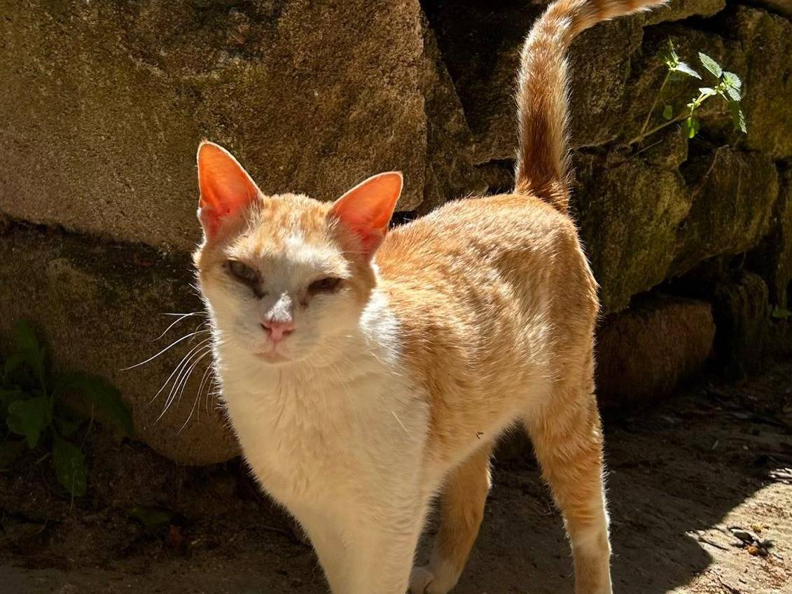 Adozione gatto, maschio, Razza sconosciuta Razza sconosciuta, 3 anni, taglia non valida, Trapani