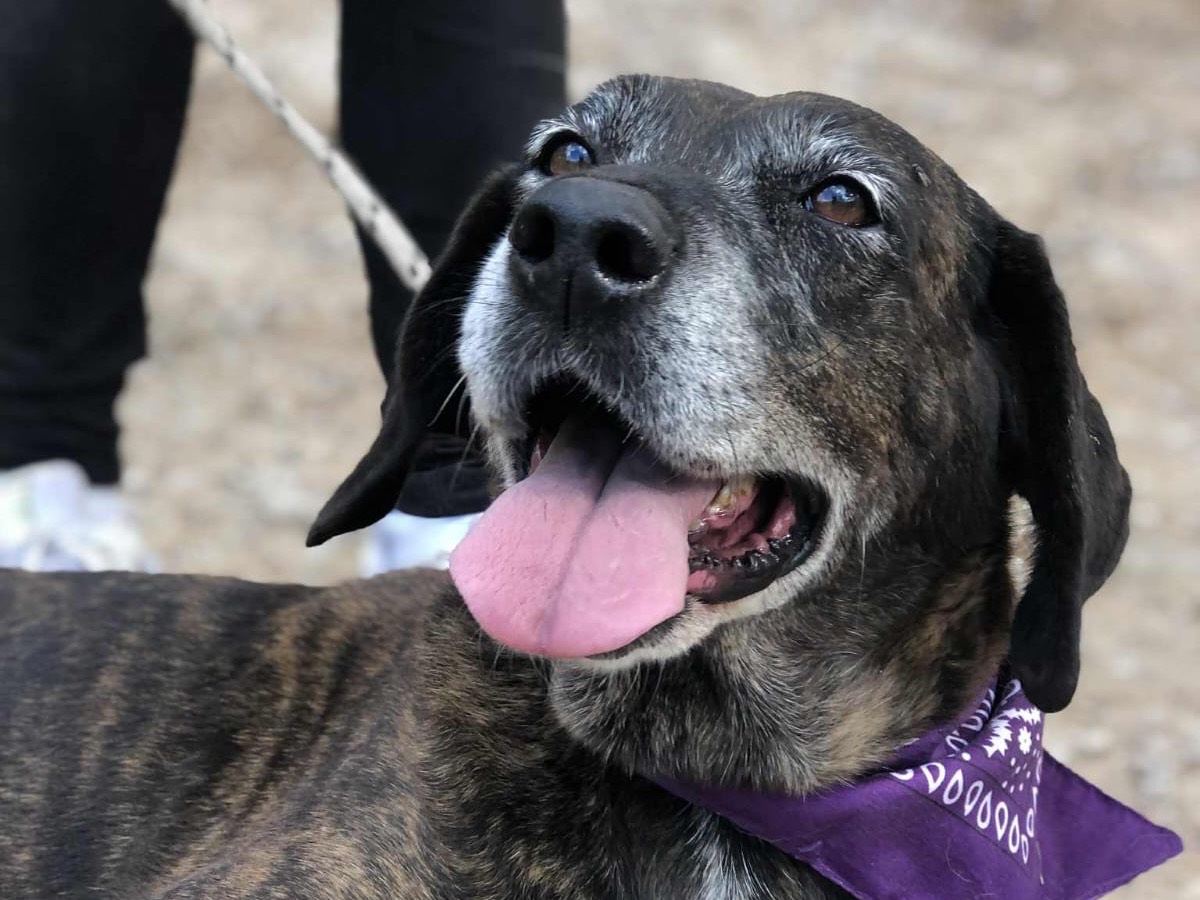 Adozione cane, femmina, Razza sconosciuta Razza sconosciuta, 9 anni e 3 mesi, taglia media, Latina