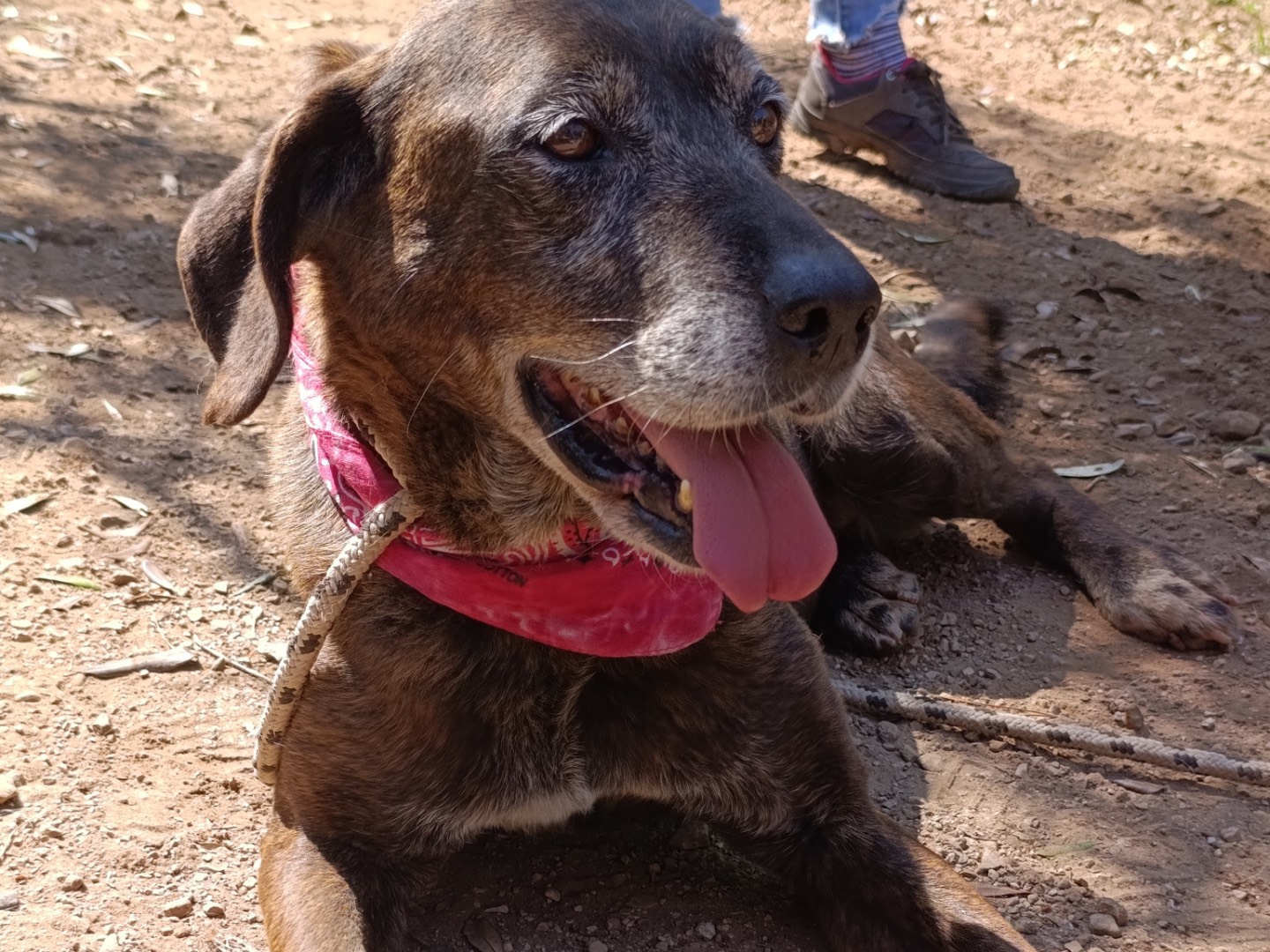 Adotta un cane, femmina, 9 anni e 3 mesi, Latina