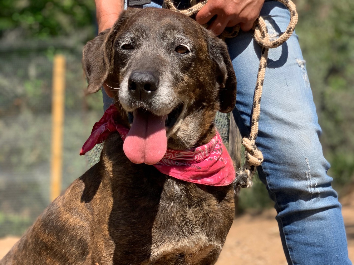 Adotta un cane, taglia media, femmina, Latina